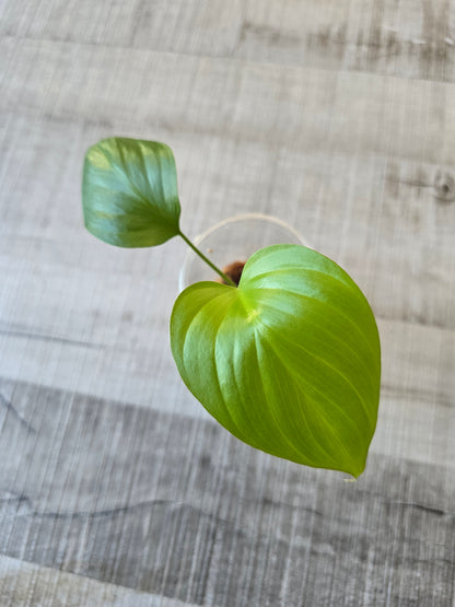 Homalomena rubescens 'Maggy'