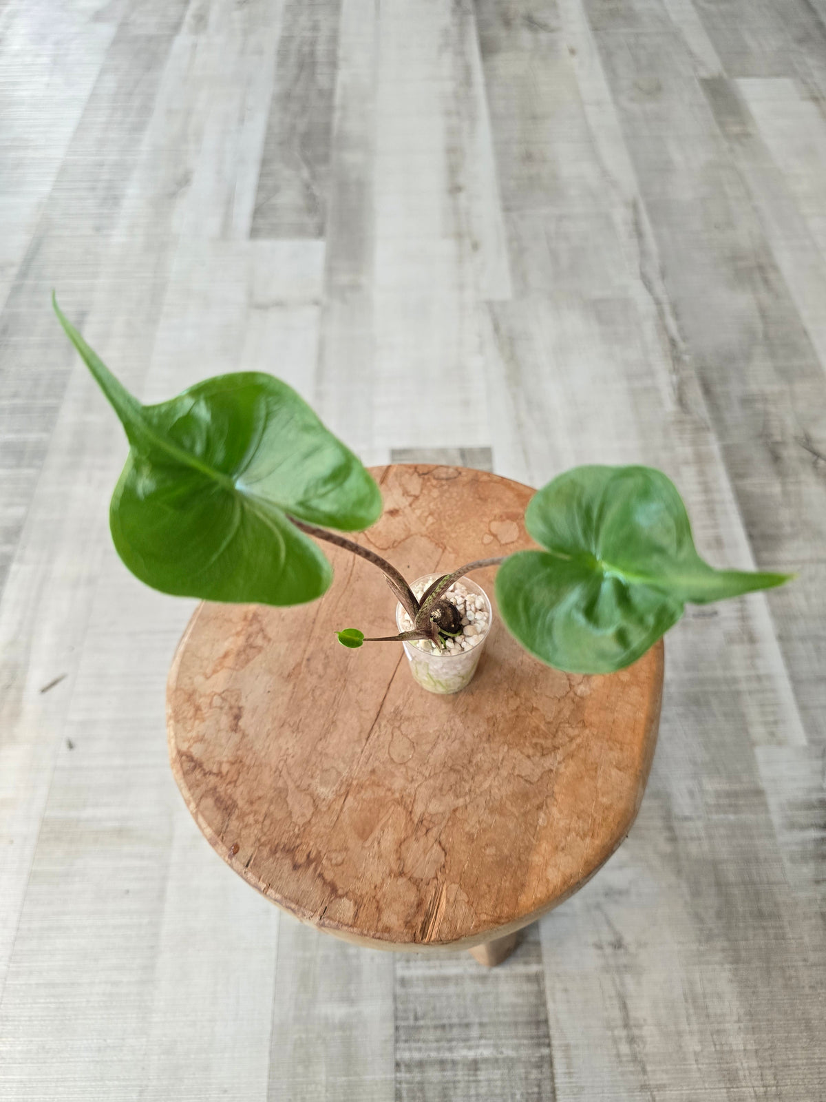 Alocasia Stingray (JP)