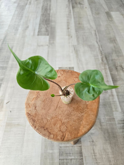 Alocasia Stingray (JP)
