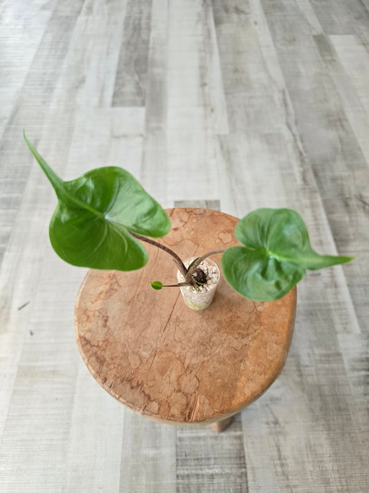 Alocasia Stingray (JP)