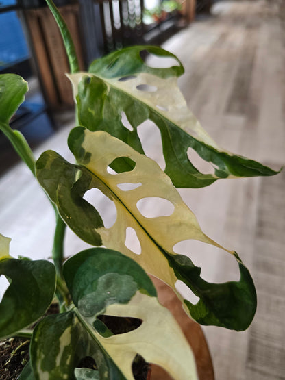 Monstera adansonii variegata