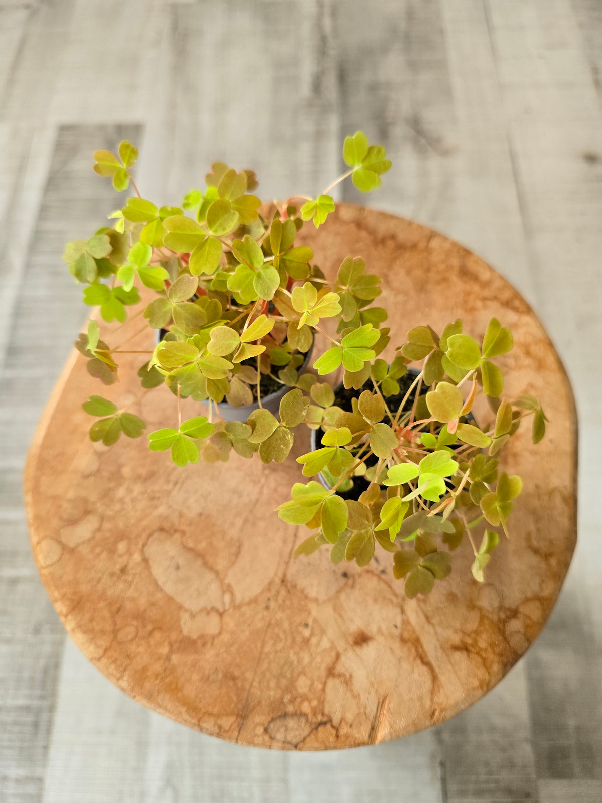 Oxalis vulcanicola 'Sunset Velvet‘
