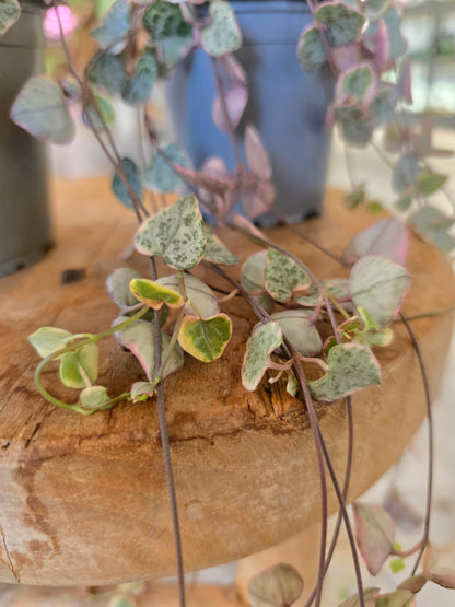 Ceropegia Woodii variegata - String of Hearts