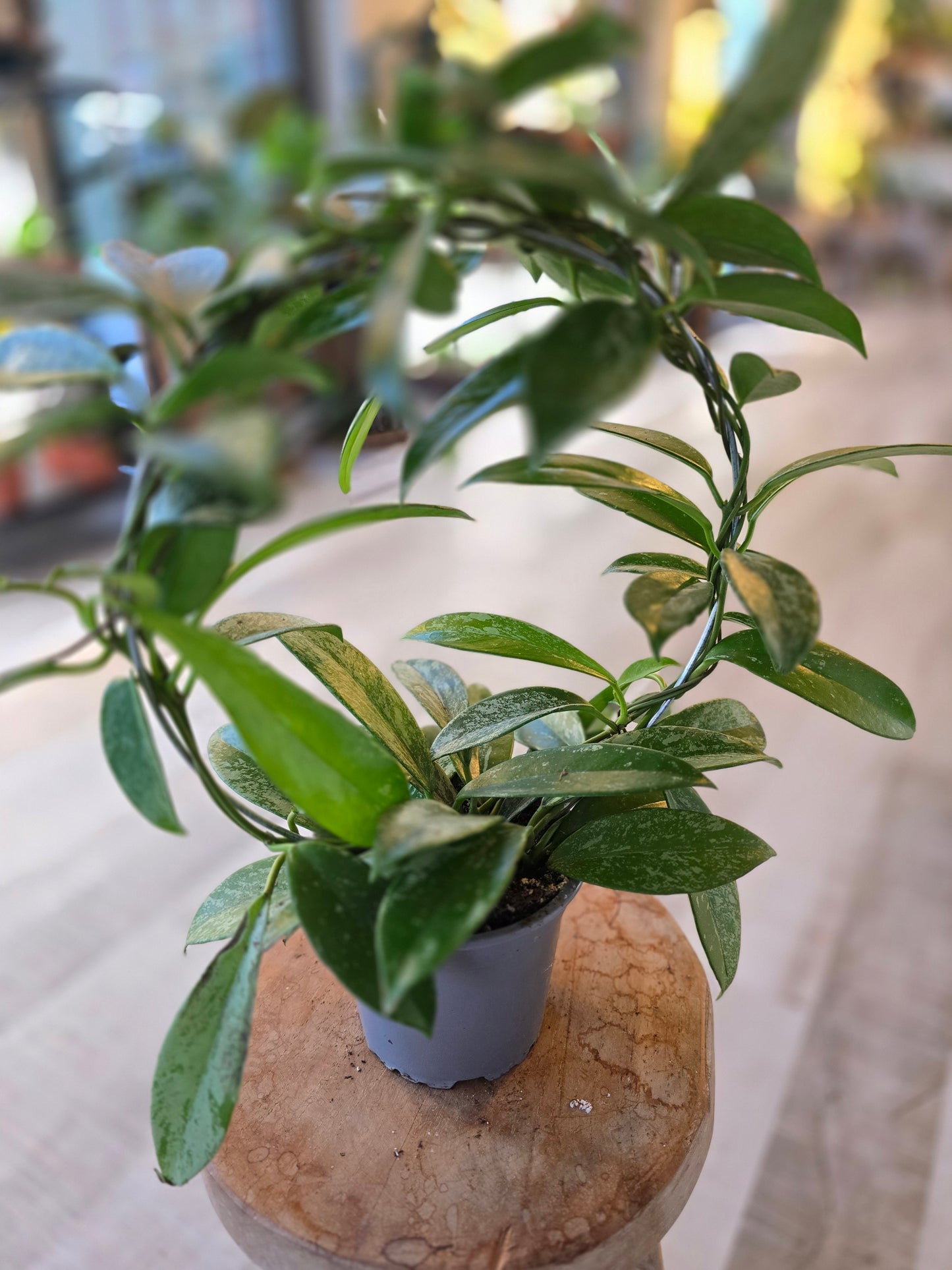 Hoya pubicalyx 'Silver Splash'