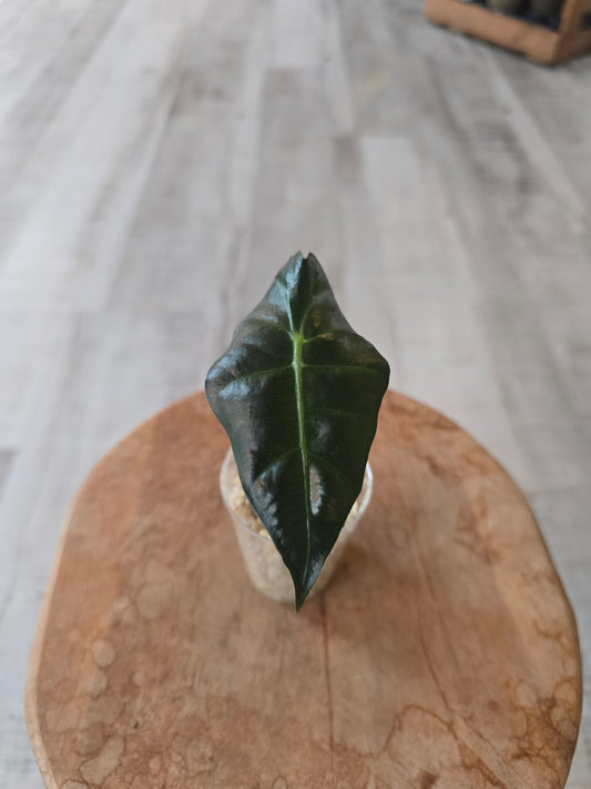 Alocasia Polly (JP)