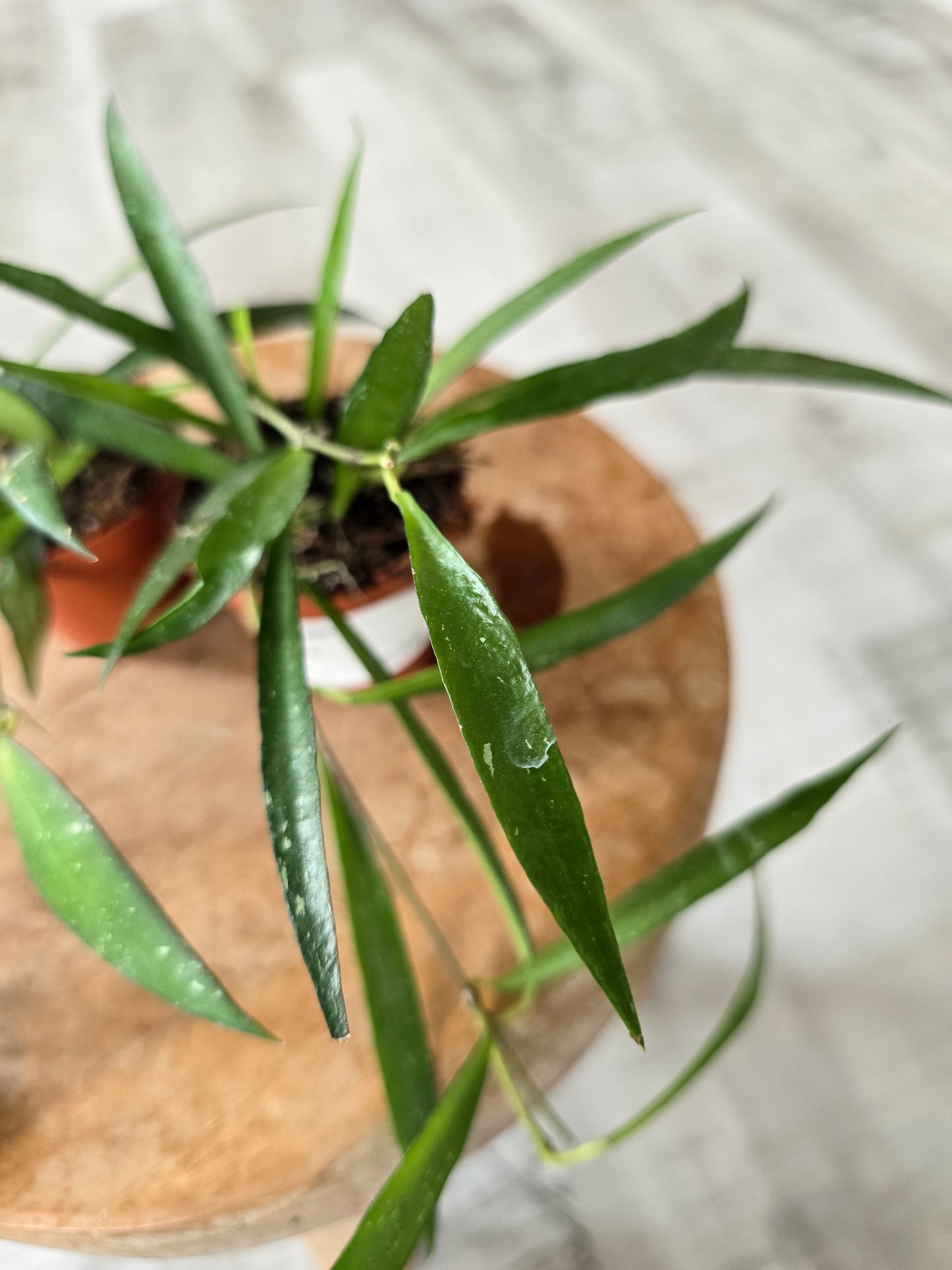 Hoya mirabilis