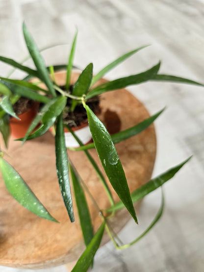 Hoya mirabilis