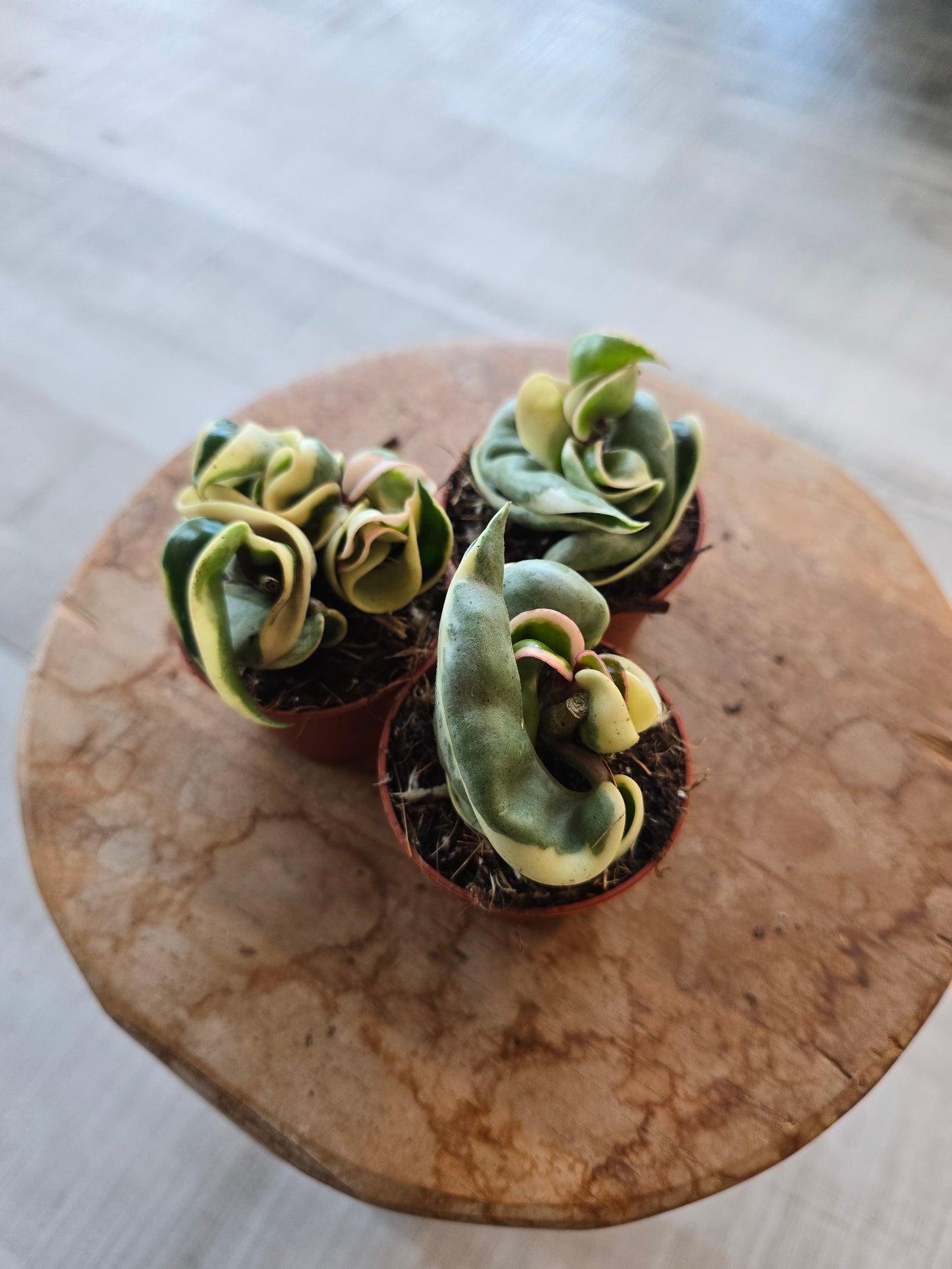 Hoya carnosa Compacta 'variegata'
