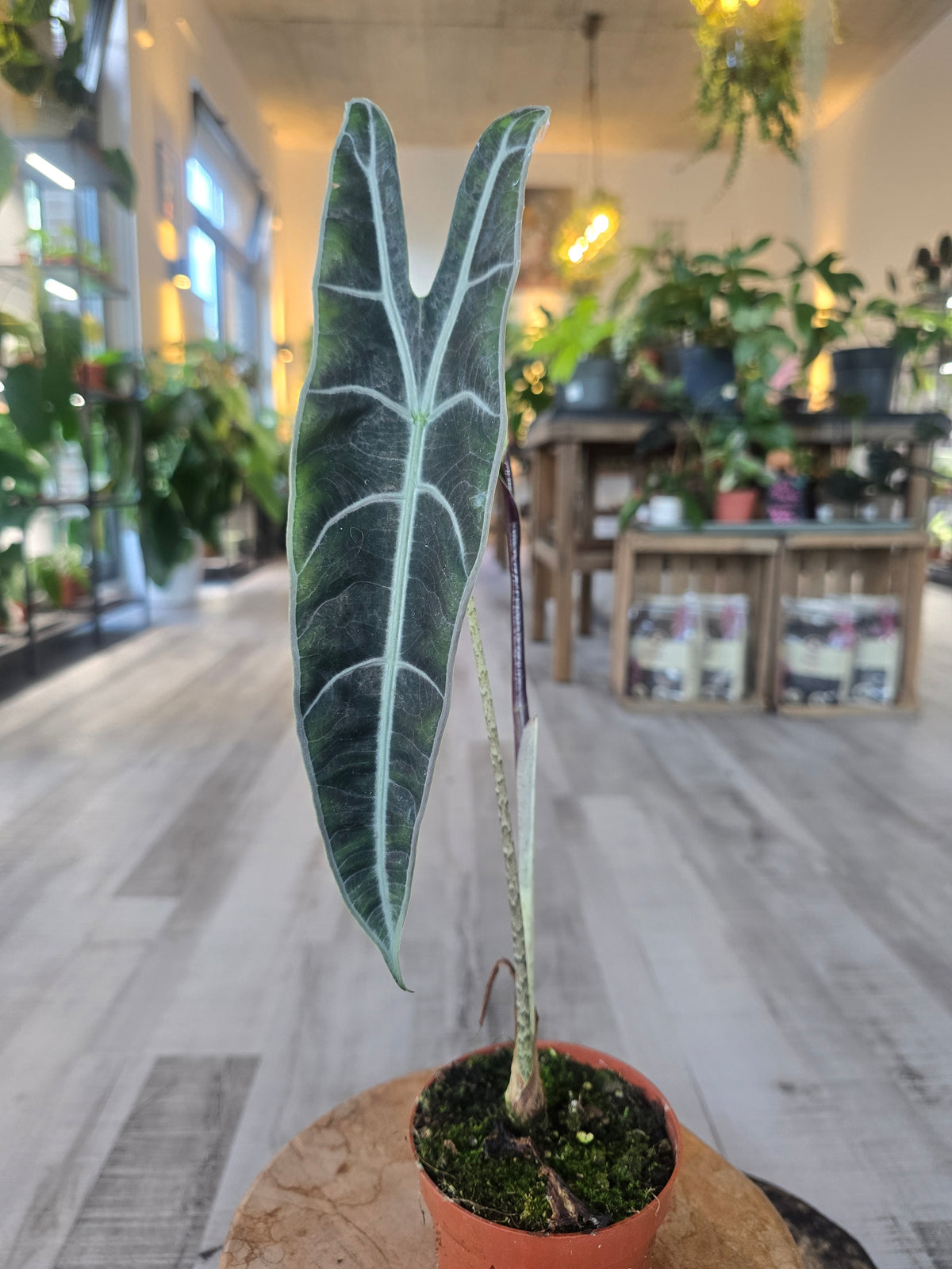 Alocasia Longiloba 'Purple'