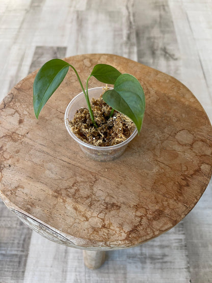 Monstera Praetermissa (JP)