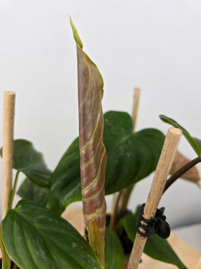 Philodendron 'Majestic'
