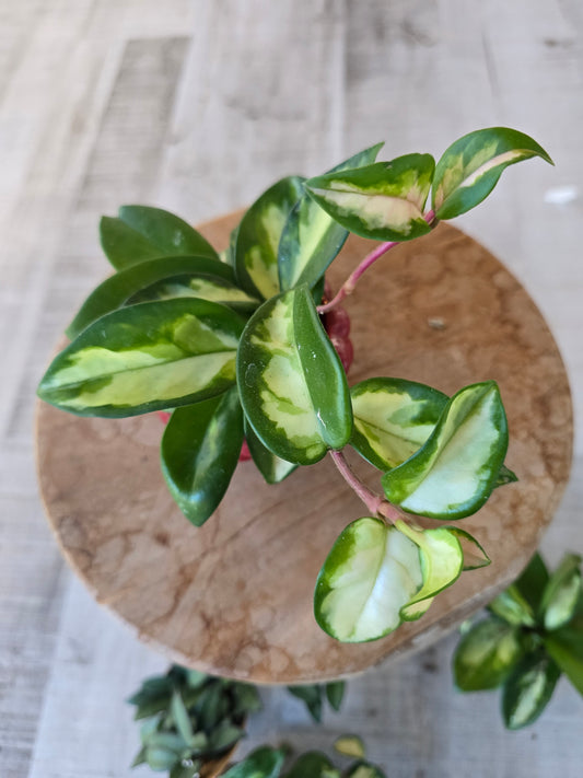 Hoya carnosa 'Tricolor' 'S'