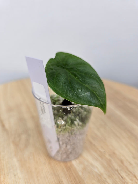 Alocasia Silver Dragon (JP)