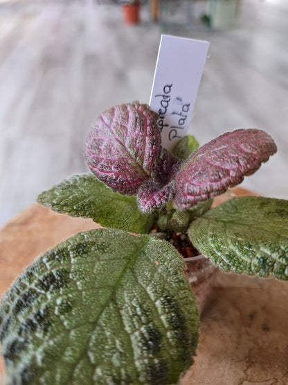 Episcia cupreata 'Tierra Plata'
