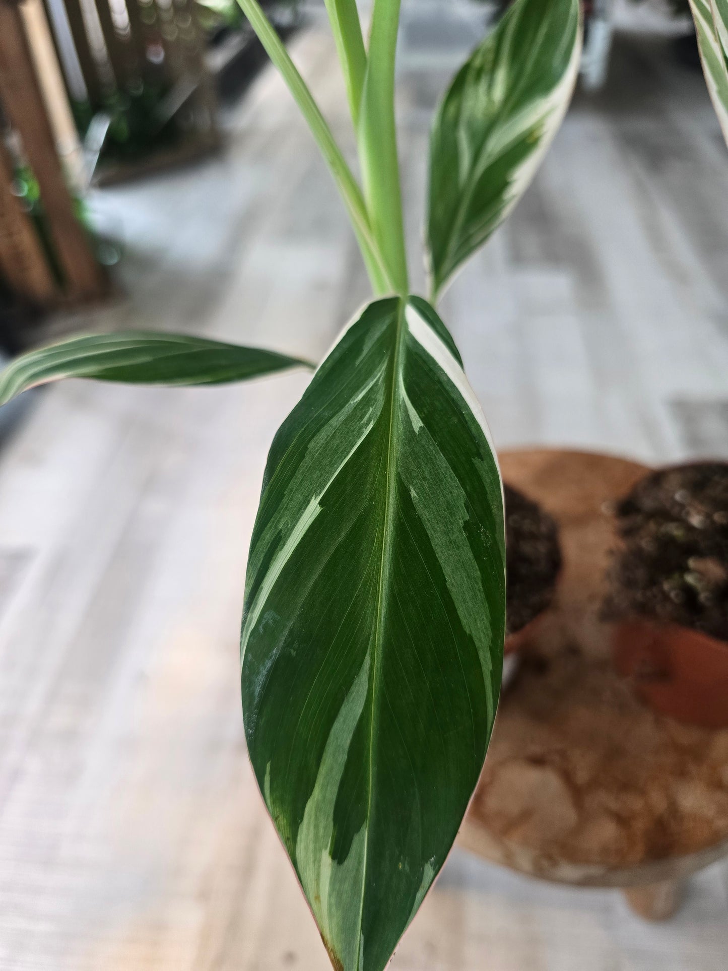Musa Florida Variegated