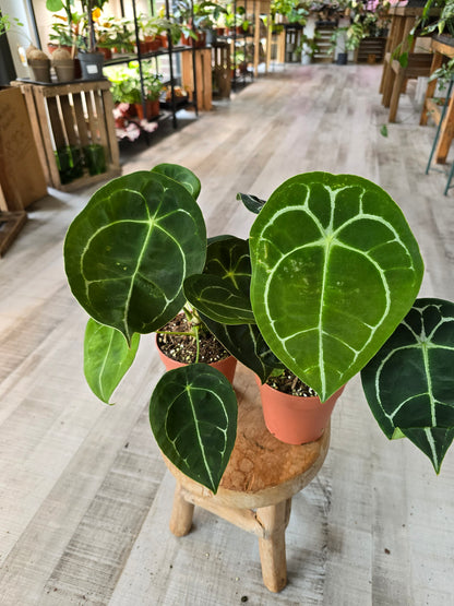 Anthurium Forgetii