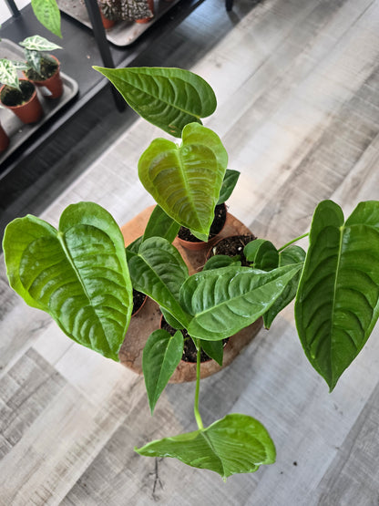 Anthurium Veitchii Narrow