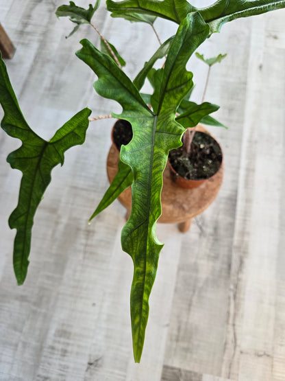 Alocasia Sabrina 'Narrow'