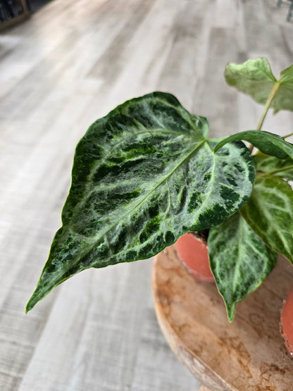 Anthurium Silver Blush Mint