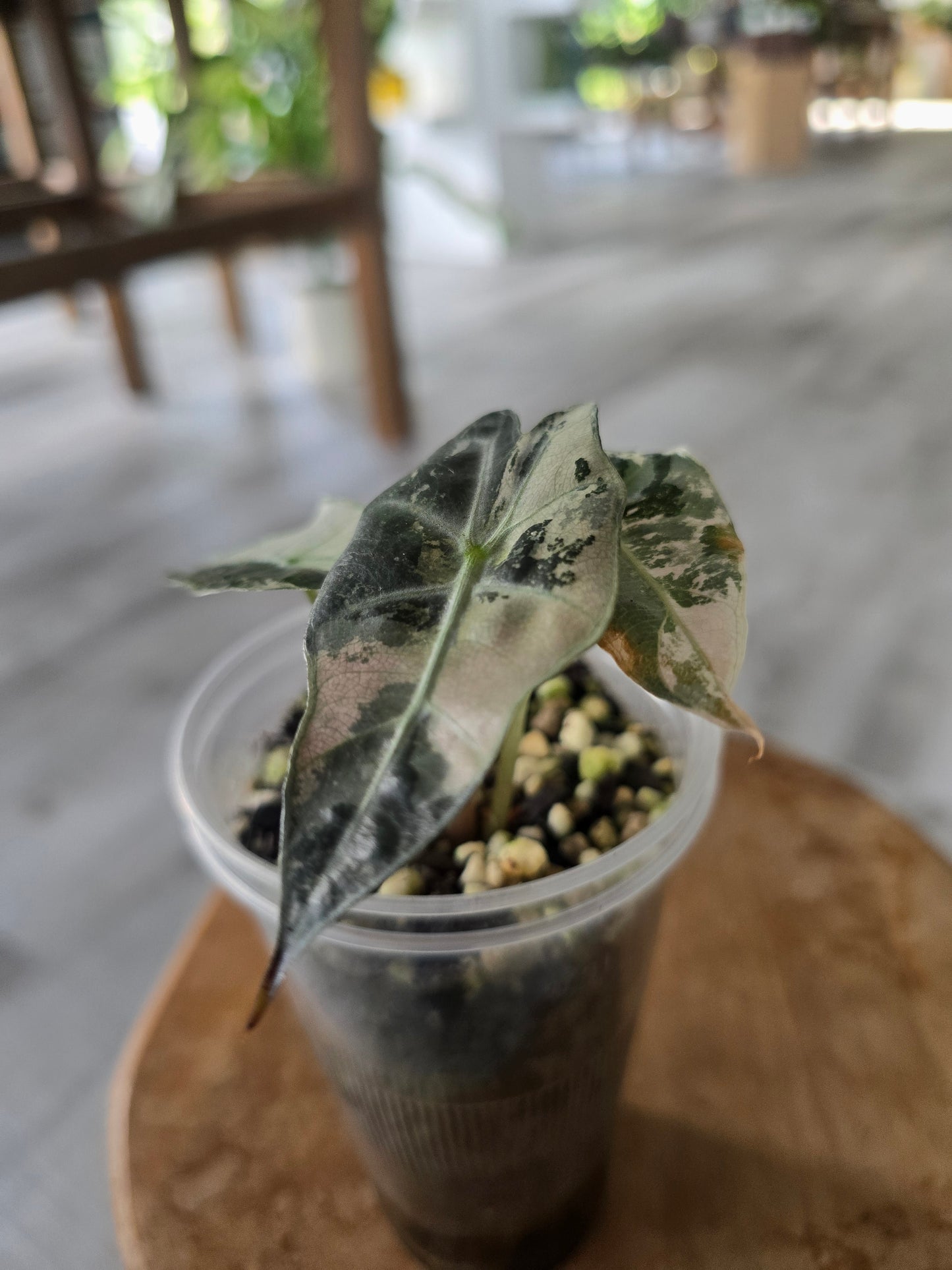 Alocasia Polly pink variegata (high variegated P1)