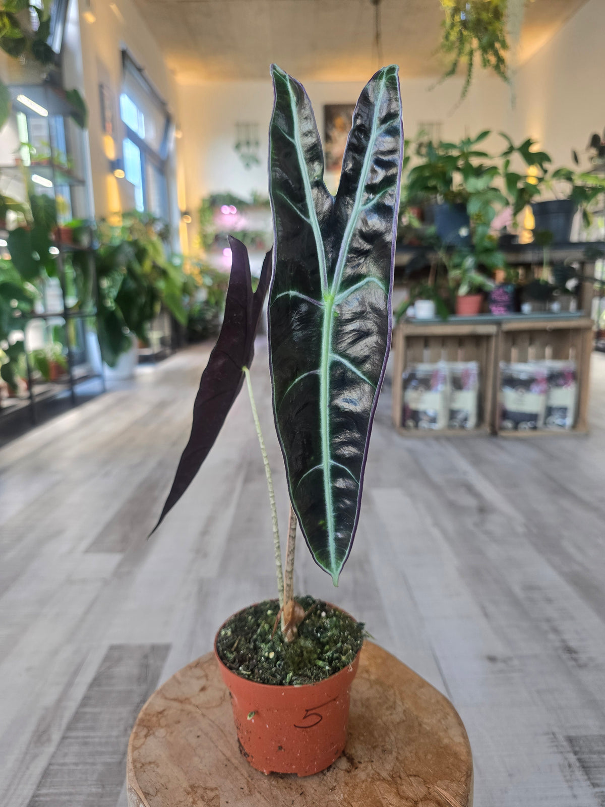 Alocasia Longiloba 'Purple'