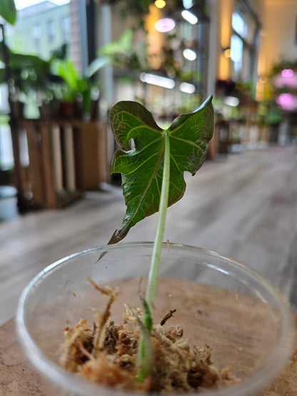 Alocasia Loco (JP2)