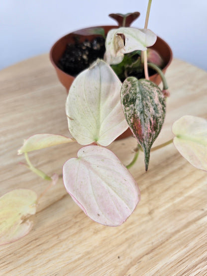 Philodendron scandens micans pink marble variegata
