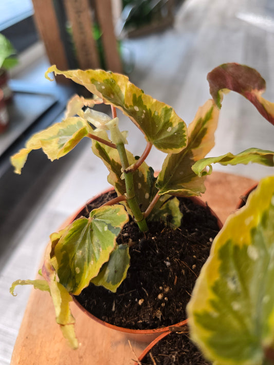 Begonia Dainty Spray Sport var