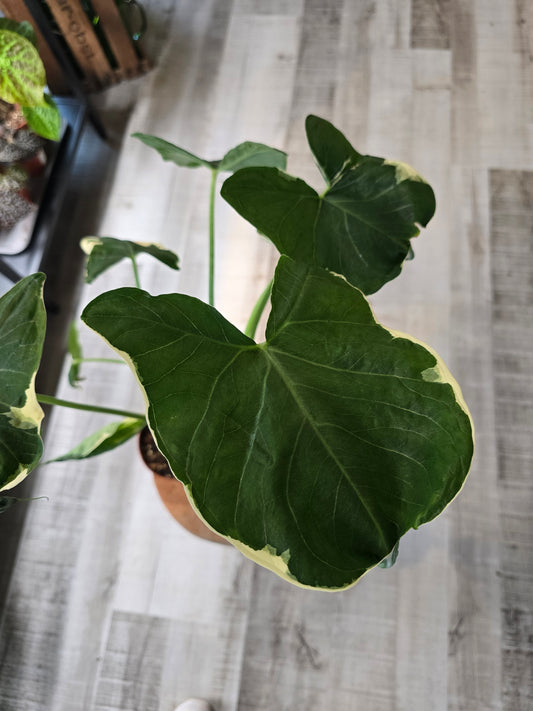 Xanthosoma sagittifolium Mickey Mouse