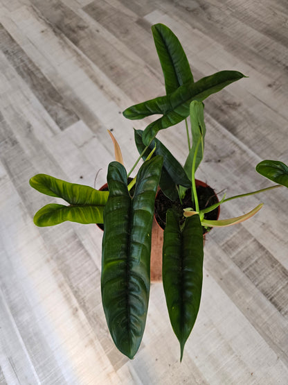 Philodendron Felix