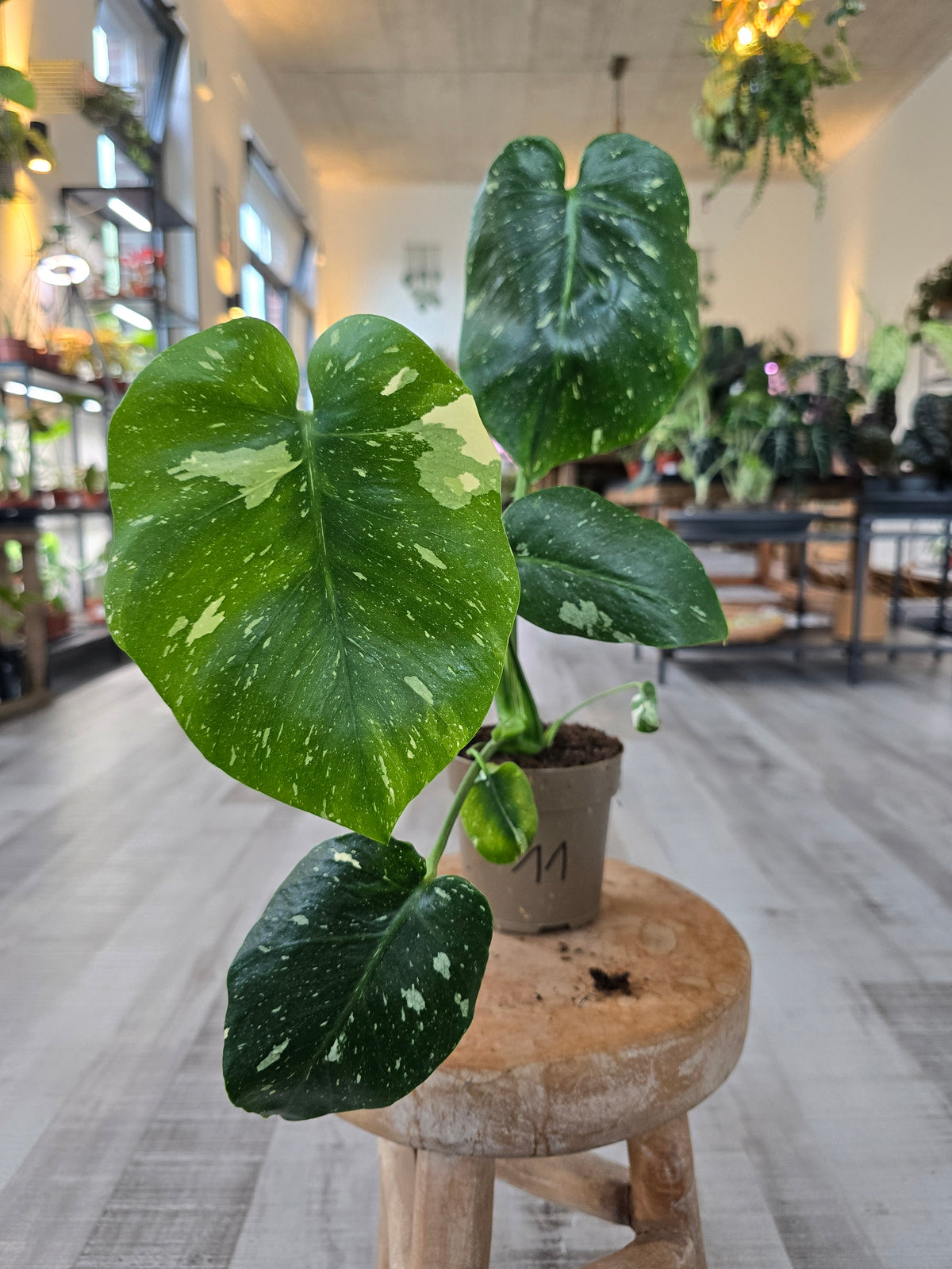 Monstera Thai Constellation (SC)