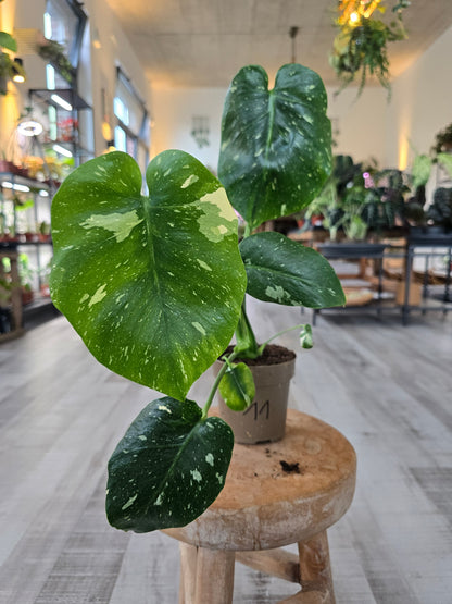 Monstera Thai Constellation (SC)