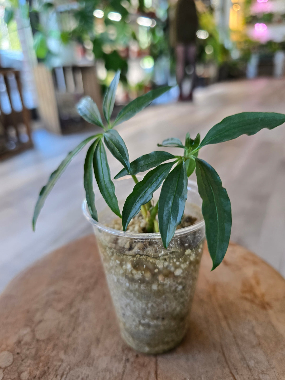 Anthurium Polyschistum (JP)