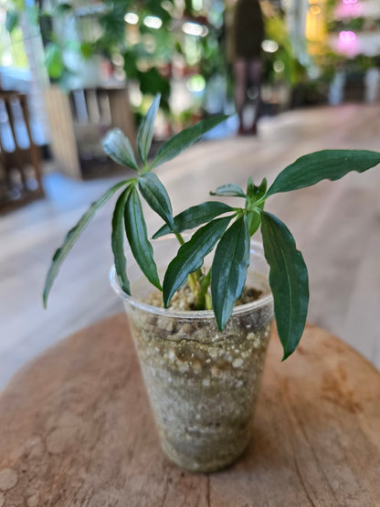 Anthurium Polyschistum (JP)