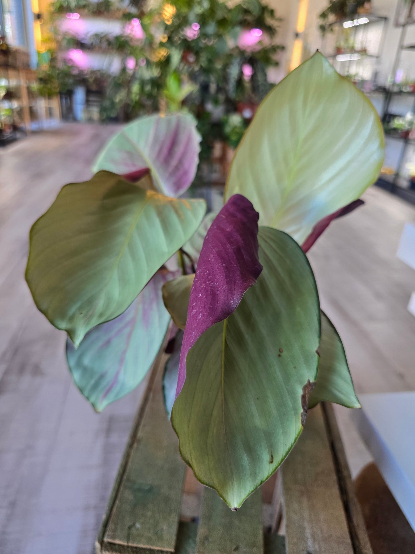 Calathea 'Silver Plate'