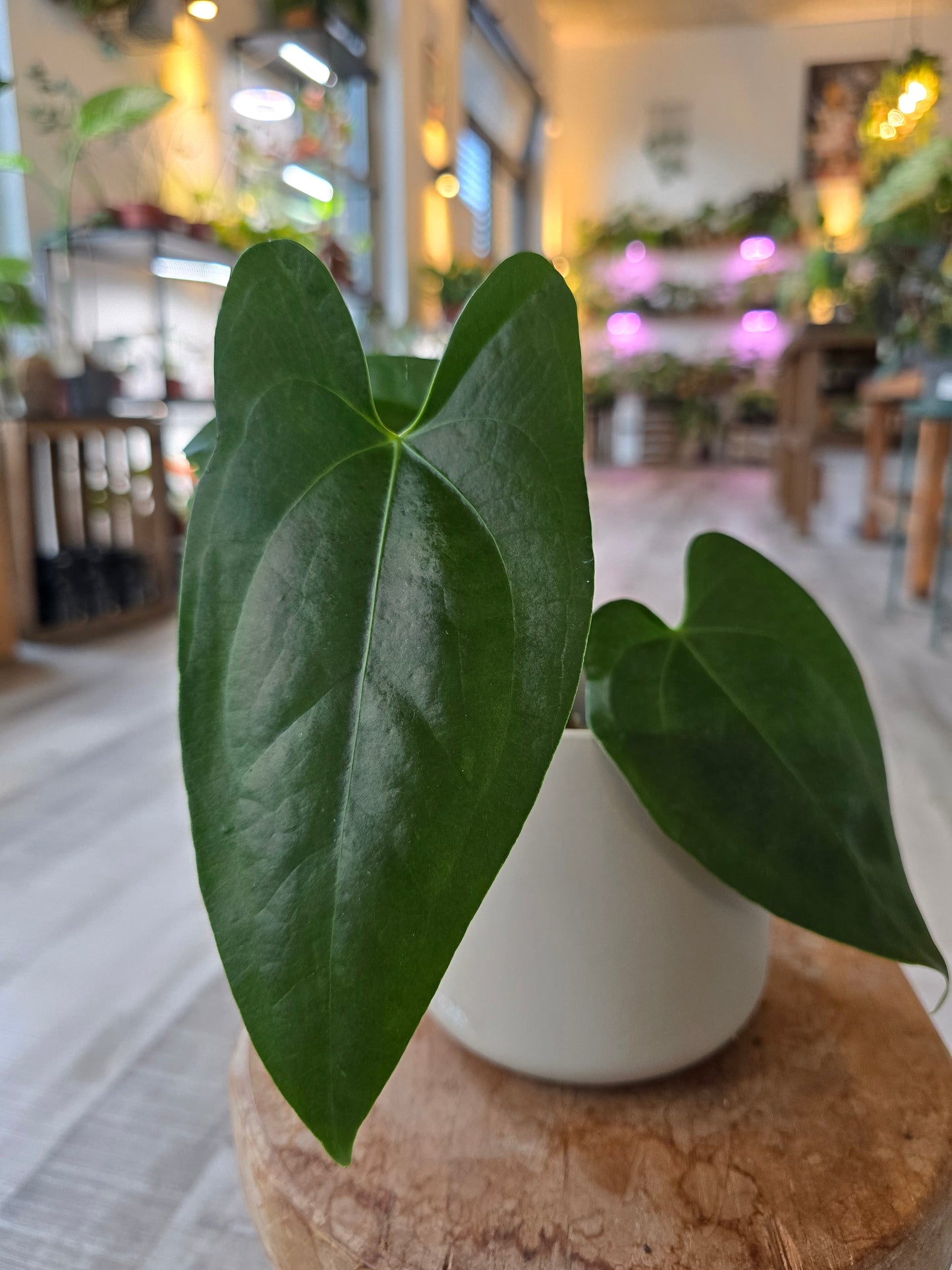 Anthurium sp Napo