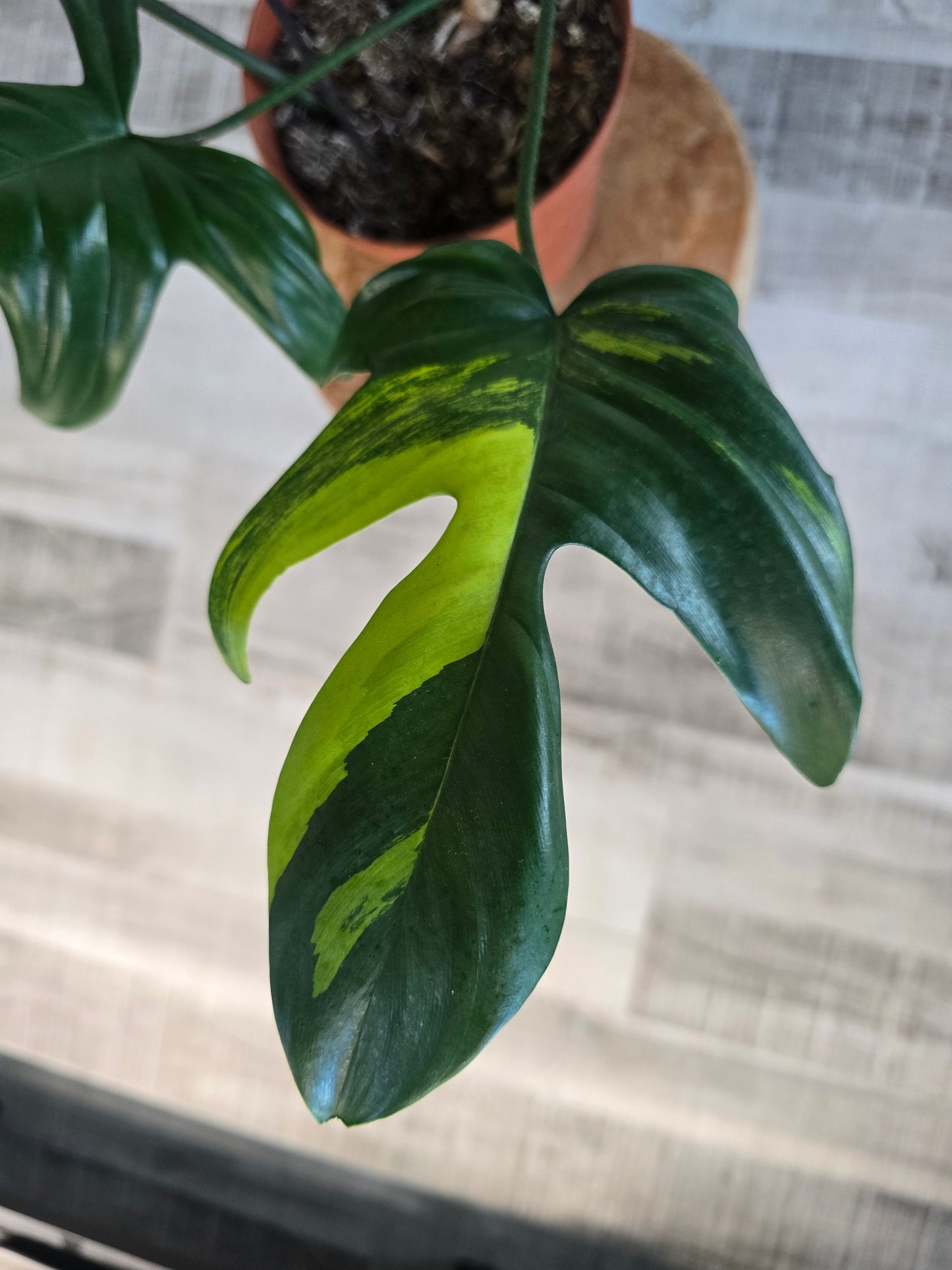 Philodendron Florida Beauty (10)
