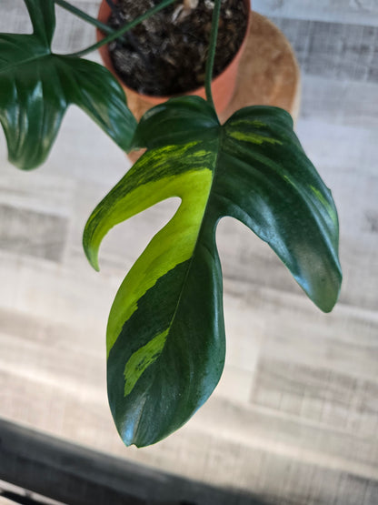 Philodendron Florida Beauty (10)