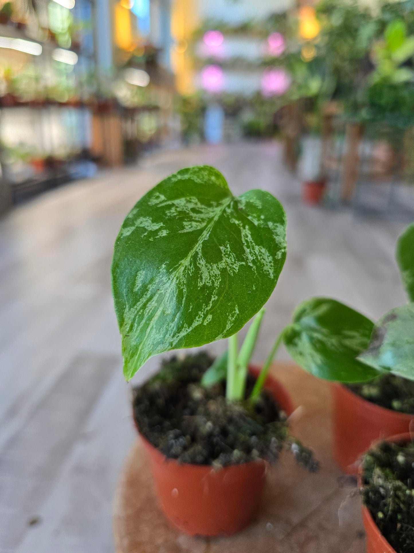 Monstera Bulbasaur