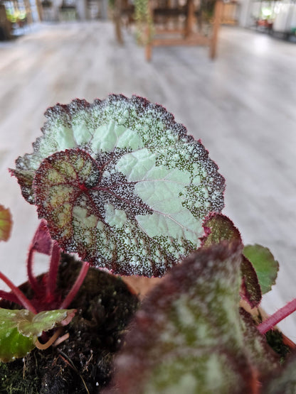 Begonia Speckled - NoID