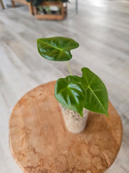 Alocasia Frydek (JP)
