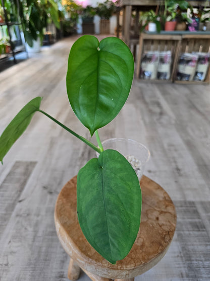 Syngonium chiapense variegata (JP1)