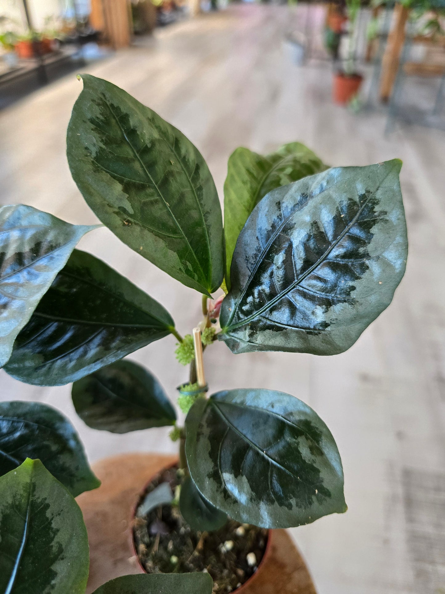 Elatostema vittatum