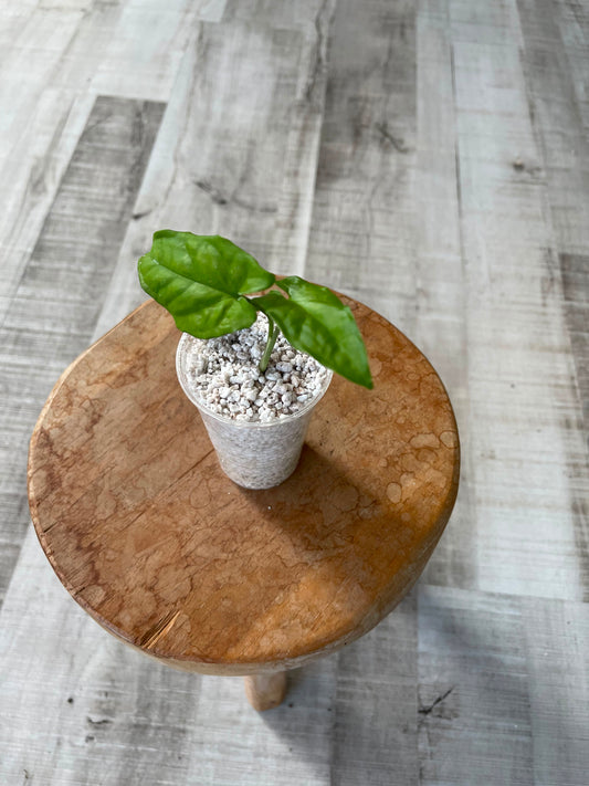 Syngonium Steyermarkii (JP)