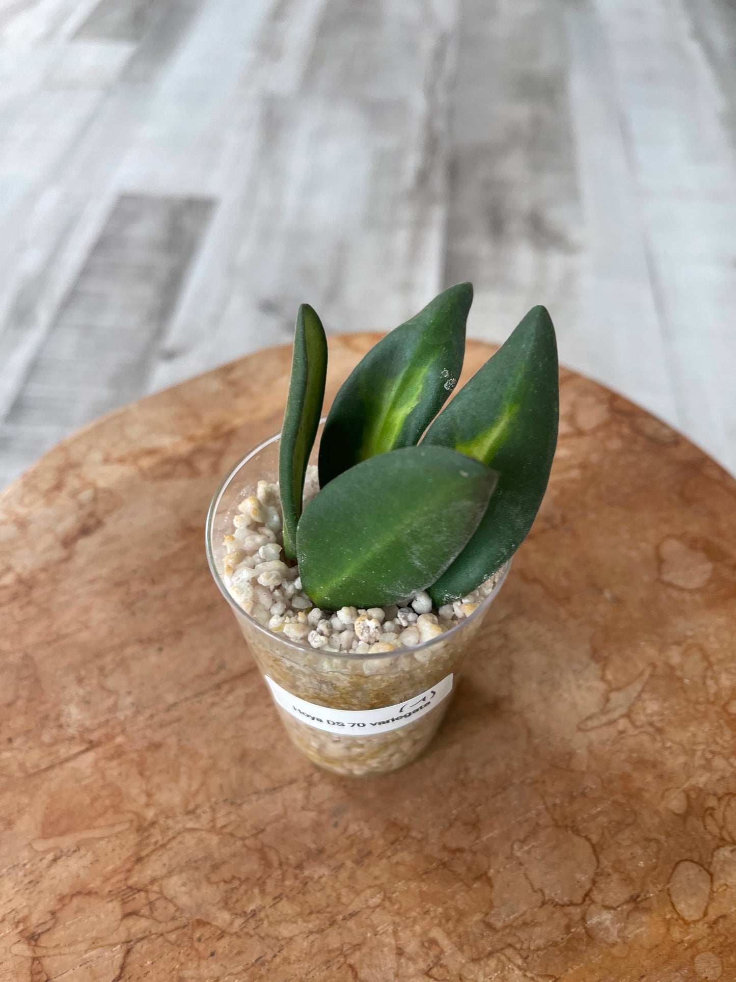 Hoya DS 70 variegata (JP)