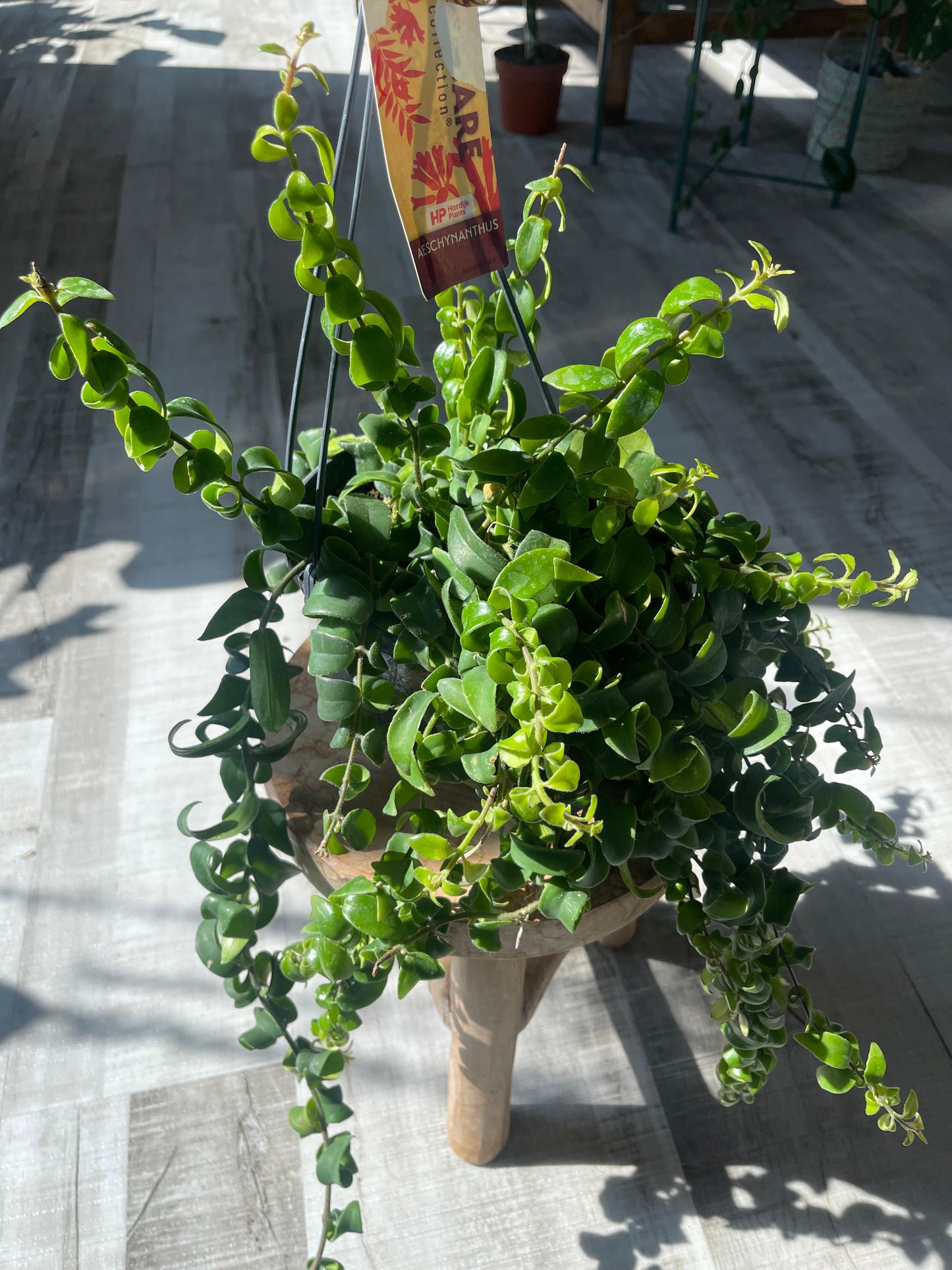 Aeschynanthus Rasta