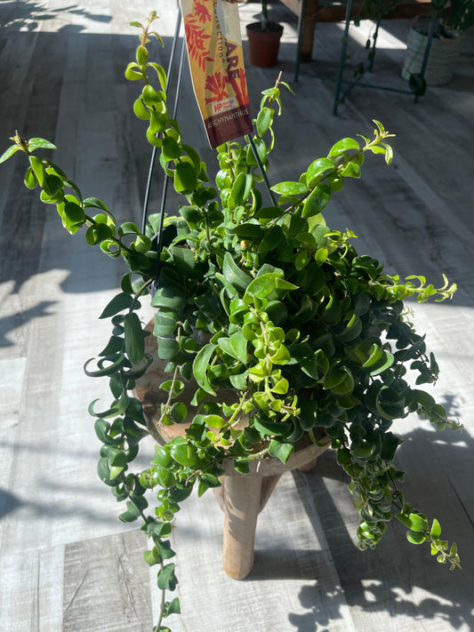 Aeschynanthus Rasta