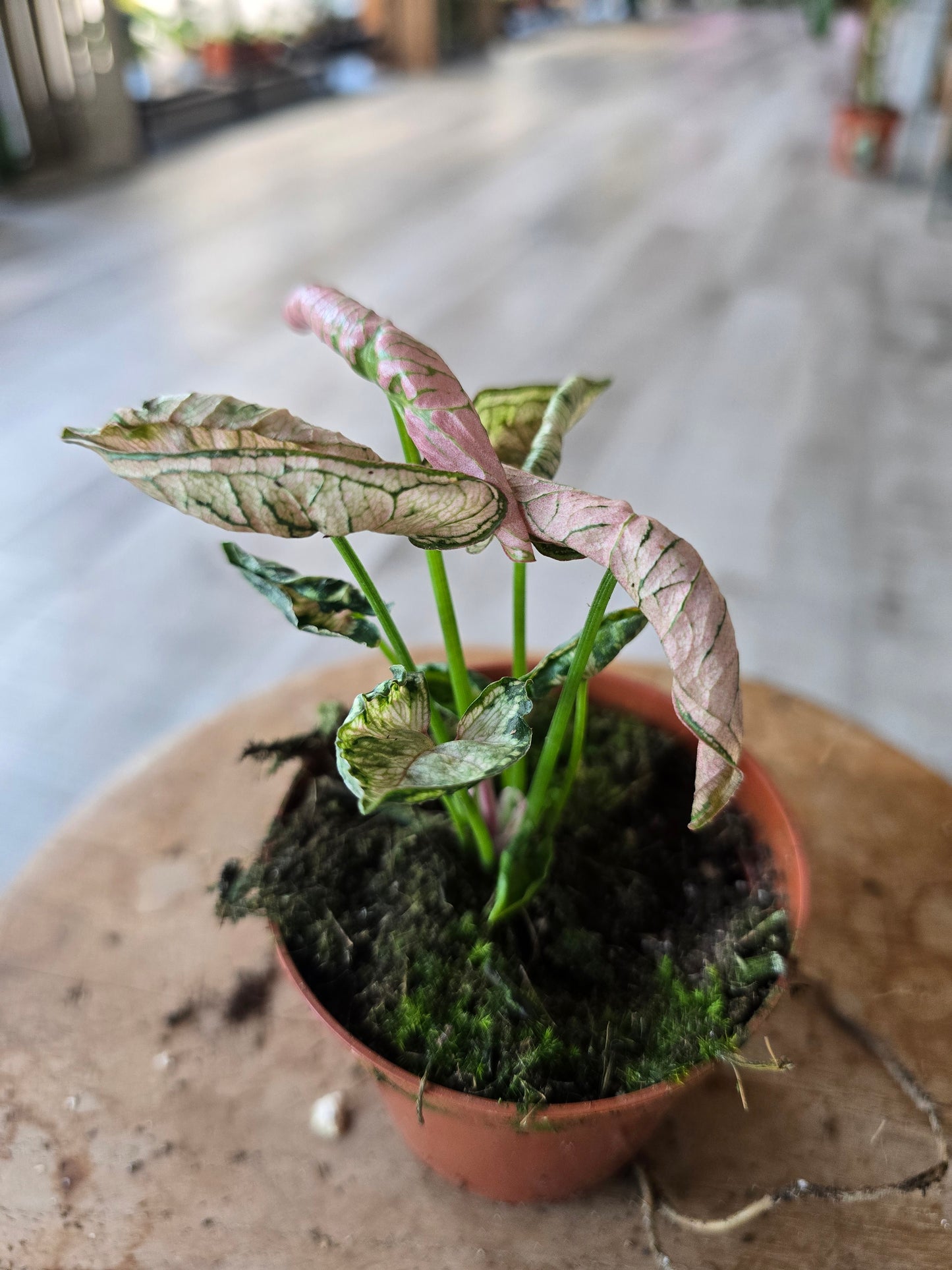 Syngonium Pink Rolli