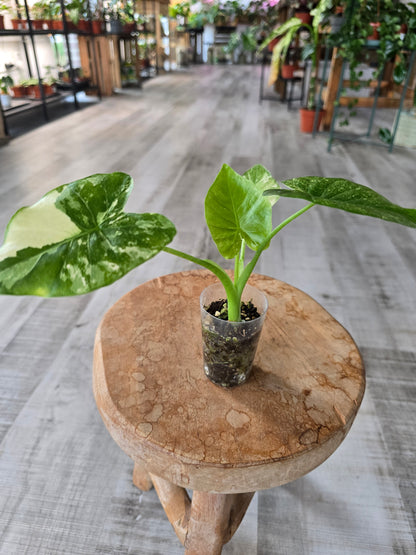Alocasia Gageana albo/mint (JP)