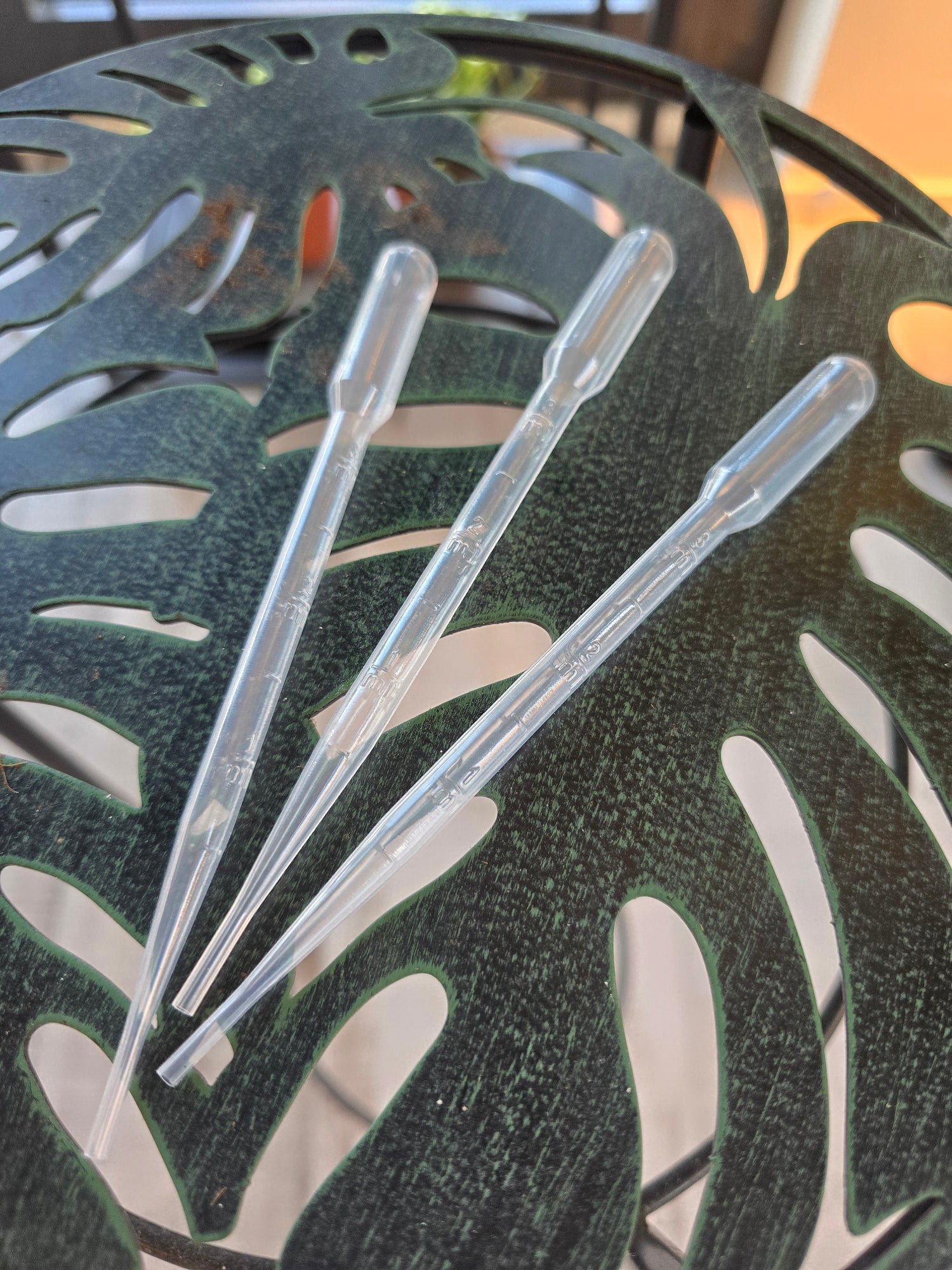 monstera praetermissa Monstera praetermissa – Blattmanufaktur